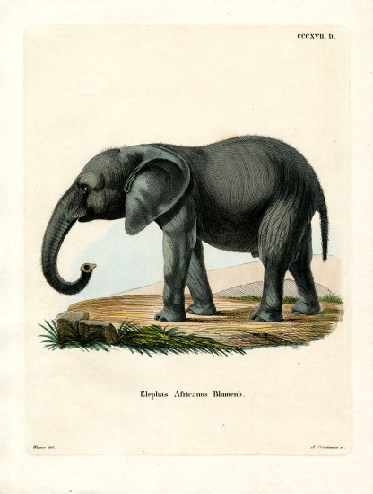 African Elephant von German School, (19th century)