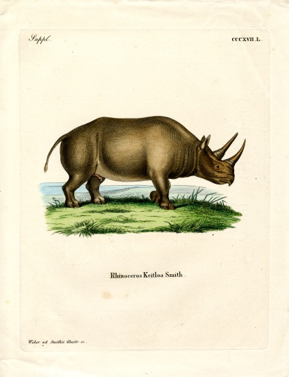 African Rhinoceros von German School, (19th century)