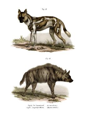 African Wild Dog 1860