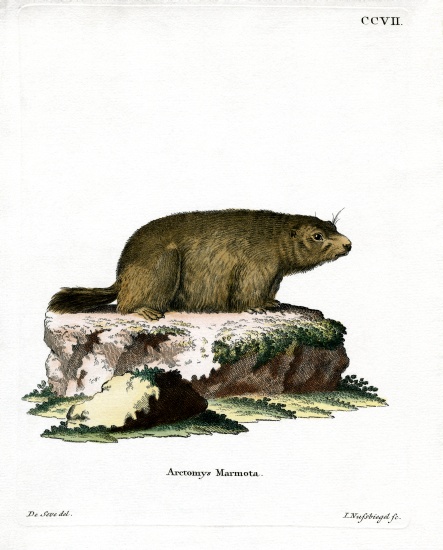 Alpine Marmot von German School, (19th century)