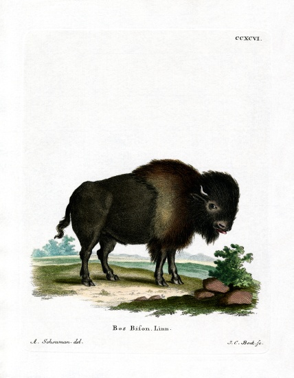 American Bison von German School, (19th century)