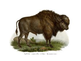 American Bison 1860