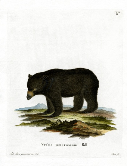 American Black Bear von German School, (19th century)