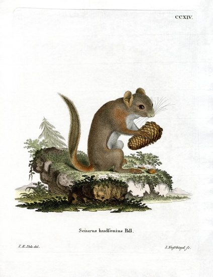 American Red Squirrel von German School, (19th century)