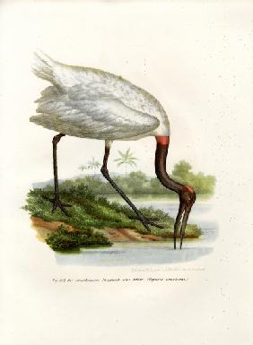 American Wood Ibis 1864