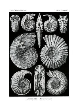 Ammonitida 1899-1904
