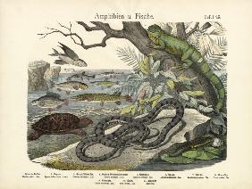 Amphibians and Fishes, c.1860