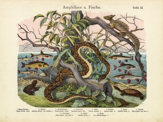 Amphibians and Fishes, c.1860 von German School, (19th century)