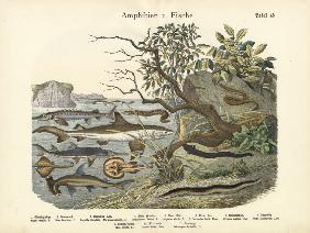 Amphibians and Fishes, c.1860