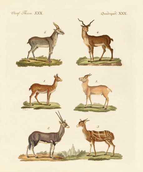 Antelopes and gazelles von German School, (19th century)