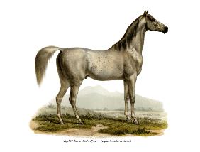 Arabian Horse 1860