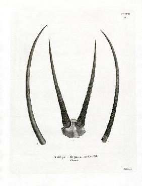 Arabian Oryx Horns