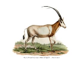 Arabian Oryx 1860