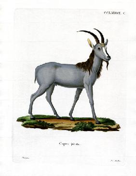 Argali