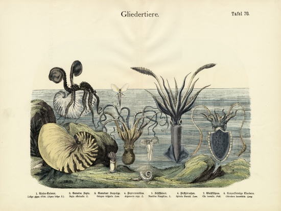 Arthropods, c.1860 von German School, (19th century)