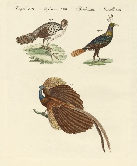 Asiatic birds von German School, (19th century)