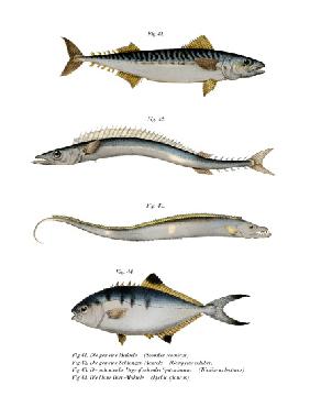 Atlantic Mackerel