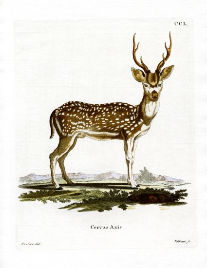 Axis Deer von German School, (19th century)