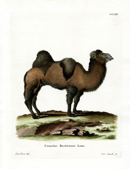 Bactrian Camel von German School, (19th century)