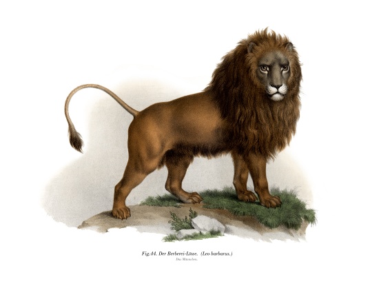 Barbary Lion von German School, (19th century)
