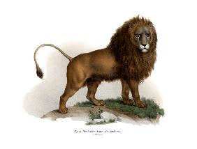 Barbary Lion 1860