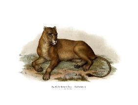 Barbary Lion 1860