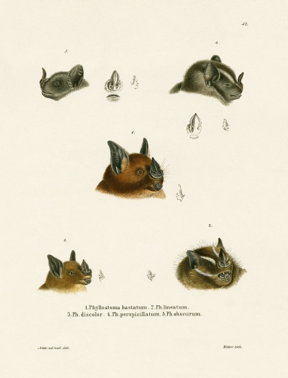 Bat Heads von German School, (19th century)