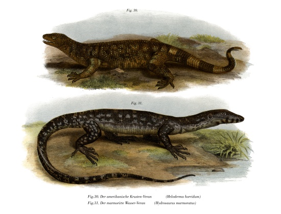 Beaded Lizard von German School, (19th century)