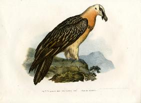 Bearded Vulture 1864