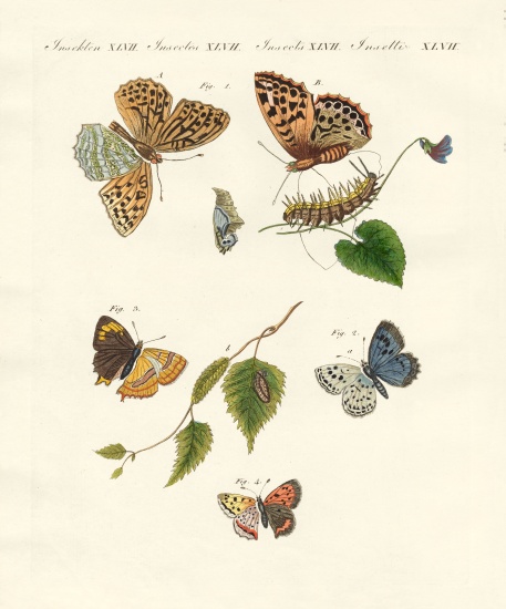 Beautiful German butterflies von German School, (19th century)