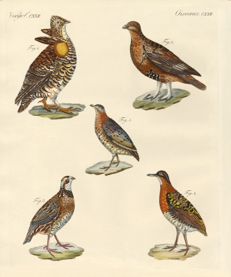 Beautiful hen-like birds von German School, (19th century)