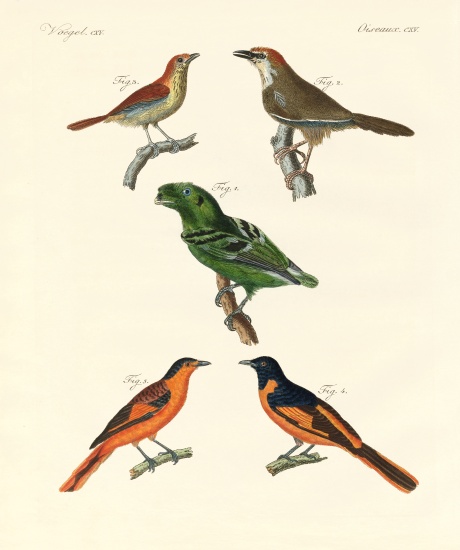 Beautiful und strange foreign birds von German School, (19th century)