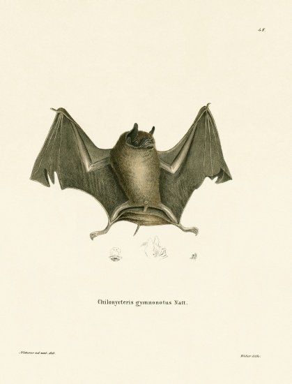 Big Naked-backed Bat von German School, (19th century)