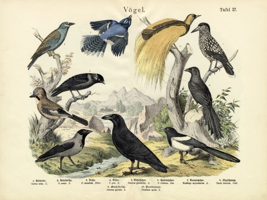 Birds, c.1860 von German School, (19th century)