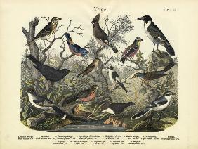 Birds, c.1860