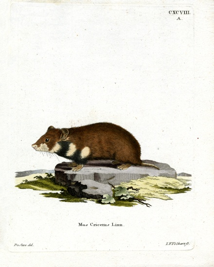 Black-bellied Hamster von German School, (19th century)