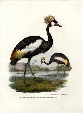 Black Crowned Crane 1864