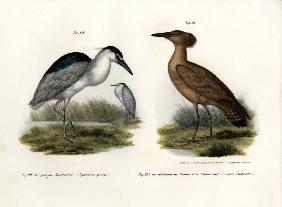 Black-crowned Night Heron 1864