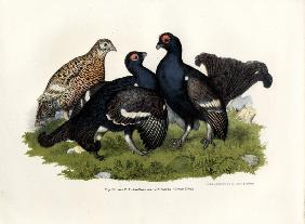 Black Grouse 1864