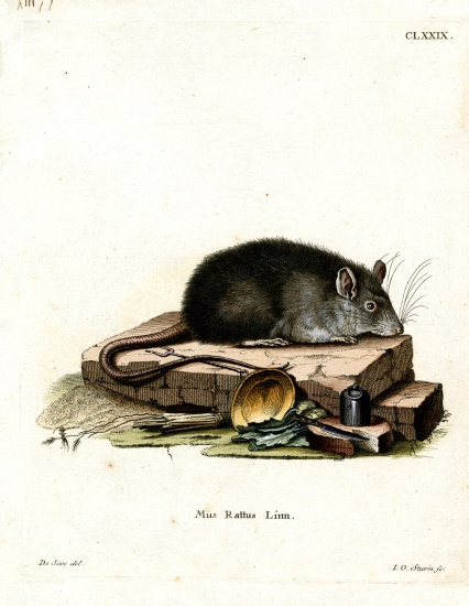 Black Rat von German School, (19th century)