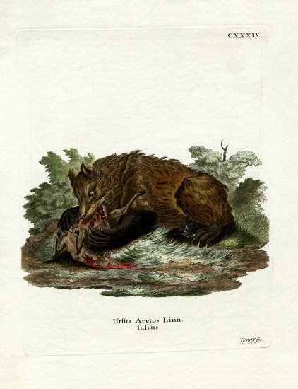 Brown Bear von German School, (19th century)