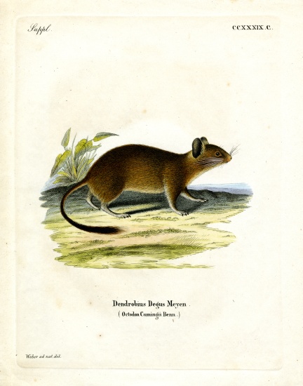 Brush-tailed Rat von German School, (19th century)