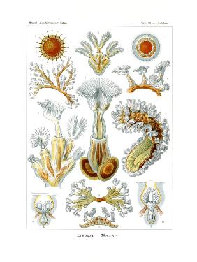 Bryozoa 1899-1904