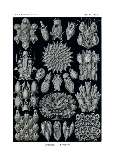 Bryozoa von German School, (19th century)
