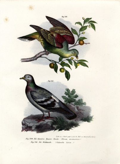 Buru Green Pigeon von German School, (19th century)