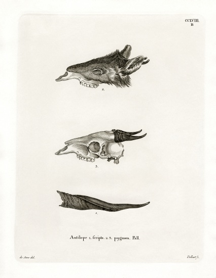 Bushbuck Horns von German School, (19th century)