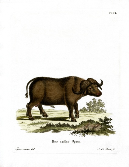 Cape Buffalo von German School, (19th century)
