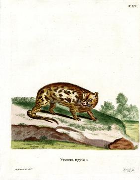 Cape Genet