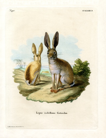 Cape Hare von German School, (19th century)