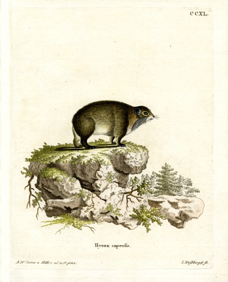 Cape Hyrax von German School, (19th century)